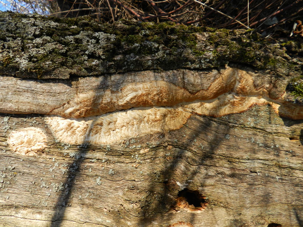 Schizopora sp.?? (Oxyporus corticola)
